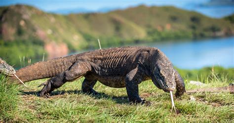 dragão de komodo desenho|Mais de 1.300.000 imagens grátis de Dragões